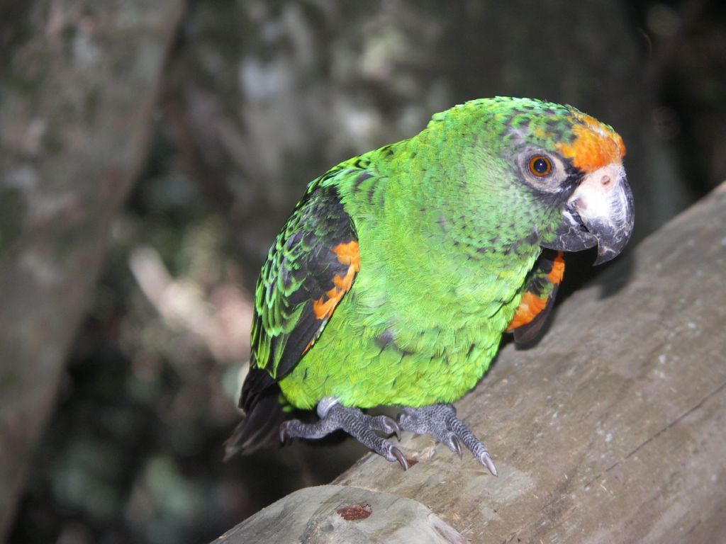 world of birds plettenbergbay